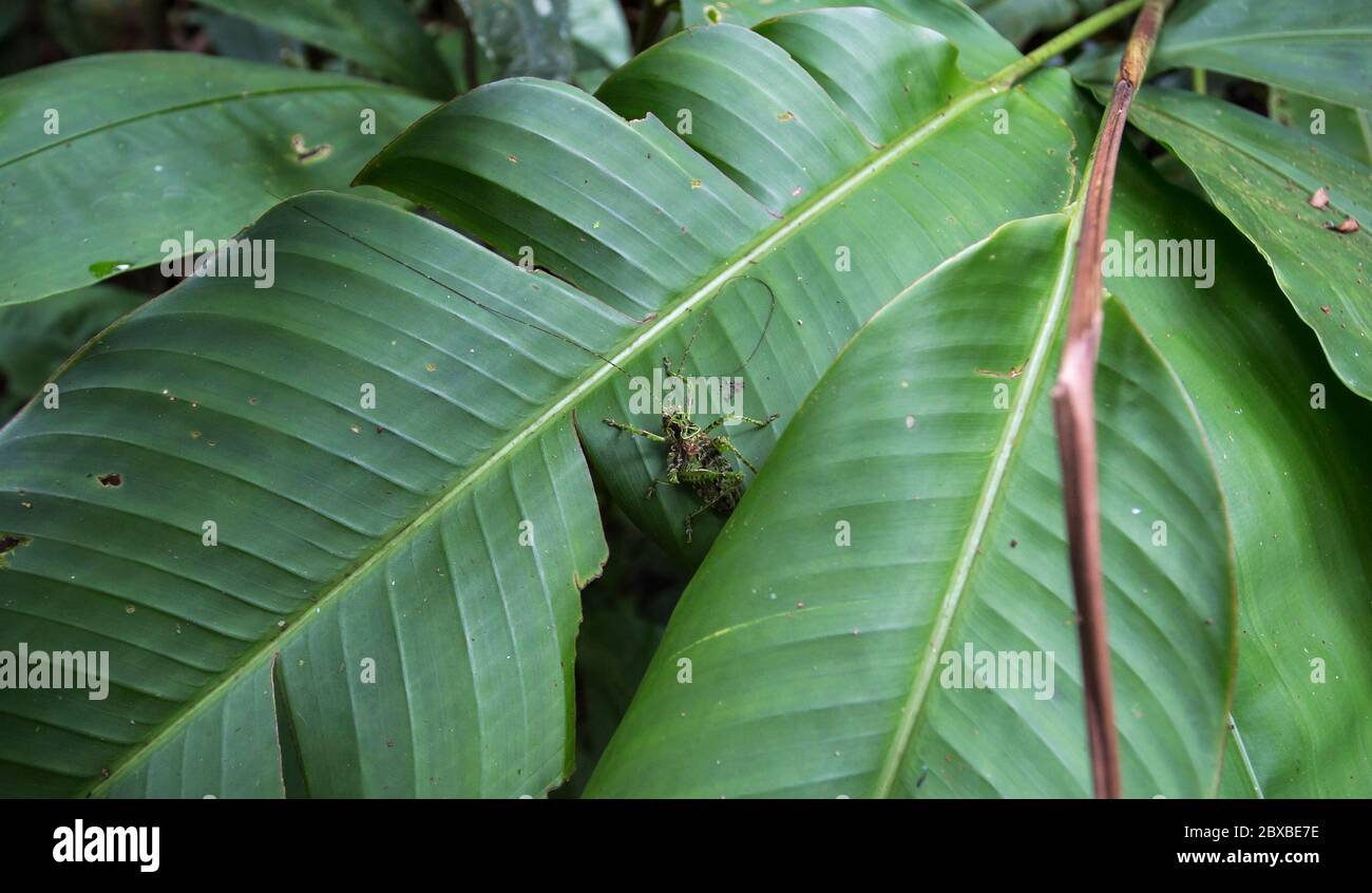 grasshopper on a leaf, Sensoria, tropical rainforest reserve, Rincon de la Vieja, Provincia de Alajuela, Costa Rica Stock Photo
