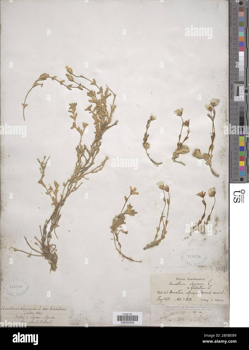 Cerastium alpinum L Cerastium alpinum L. Stock Photo