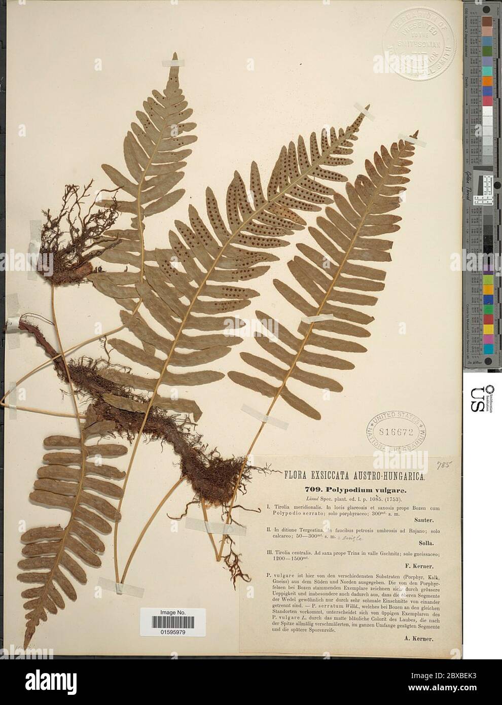 Polypodium vulgare L Polypodium vulgare L Stock Photo - Alamy