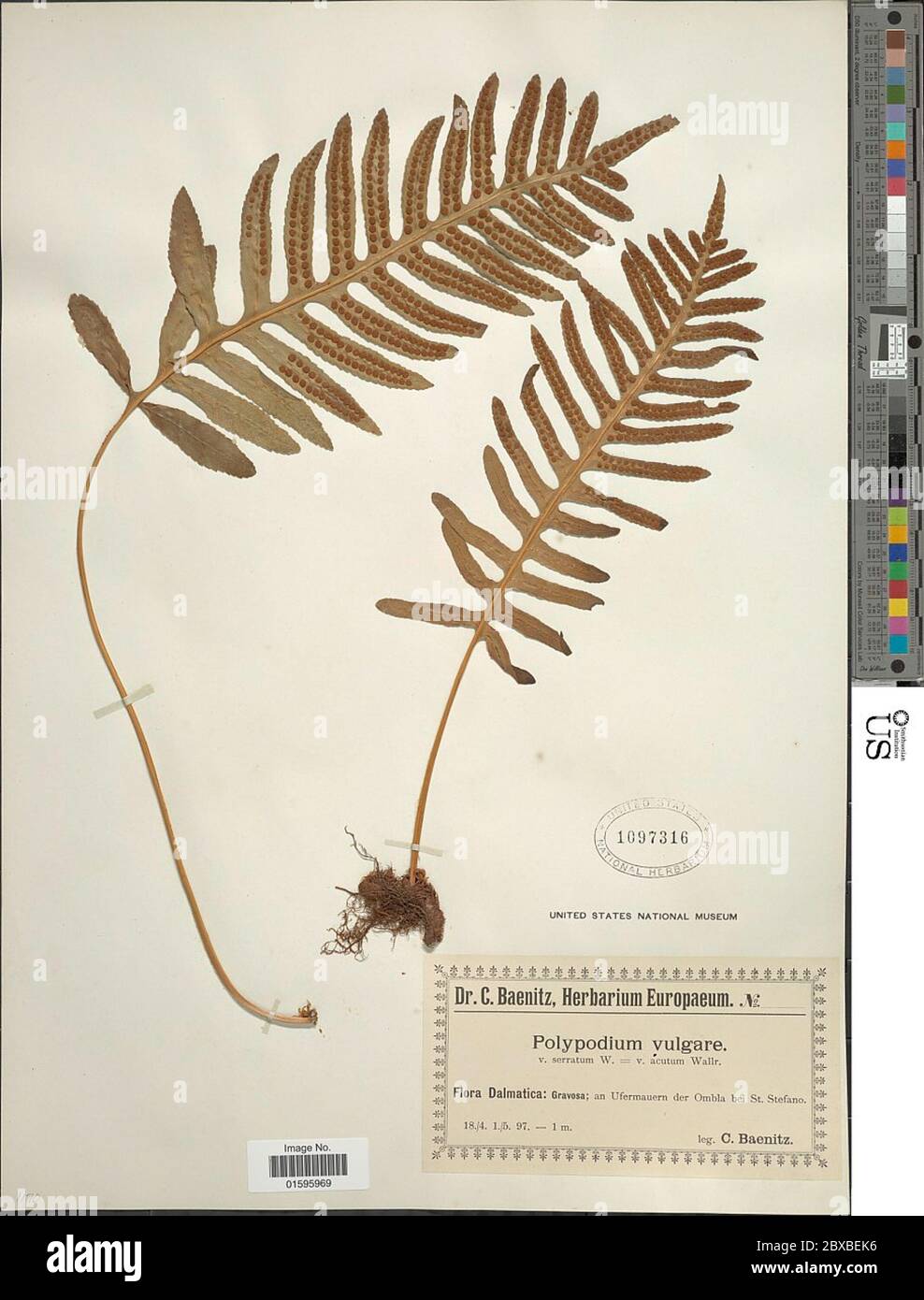 Polypodium vulgare L Polypodium vulgare L Stock Photo - Alamy