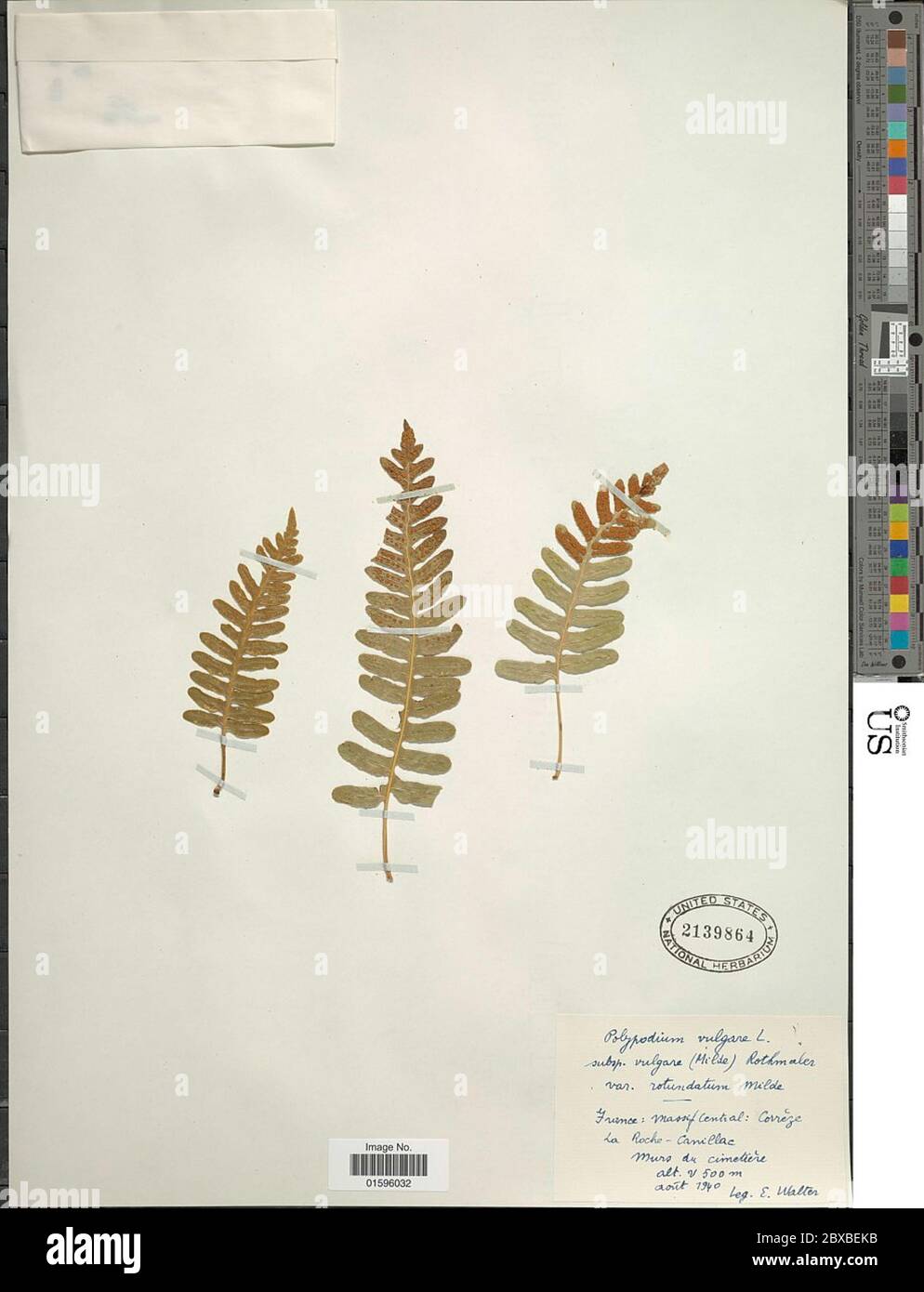 Polypodium vulgare L Polypodium vulgare L Stock Photo - Alamy