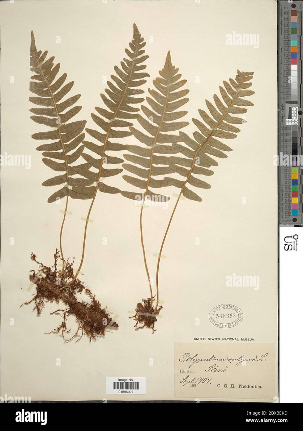 Polypodium vulgare L Polypodium vulgare L Stock Photo - Alamy