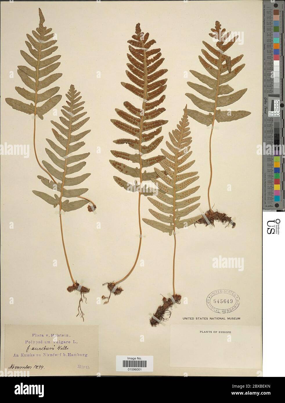 Polypodium vulgare L Polypodium vulgare L Stock Photo - Alamy