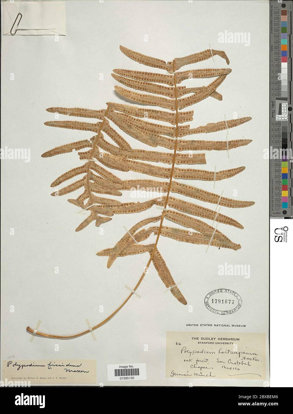 Polypodium fissidens Maxon Polypodium fissidens Maxon. Stock Photo