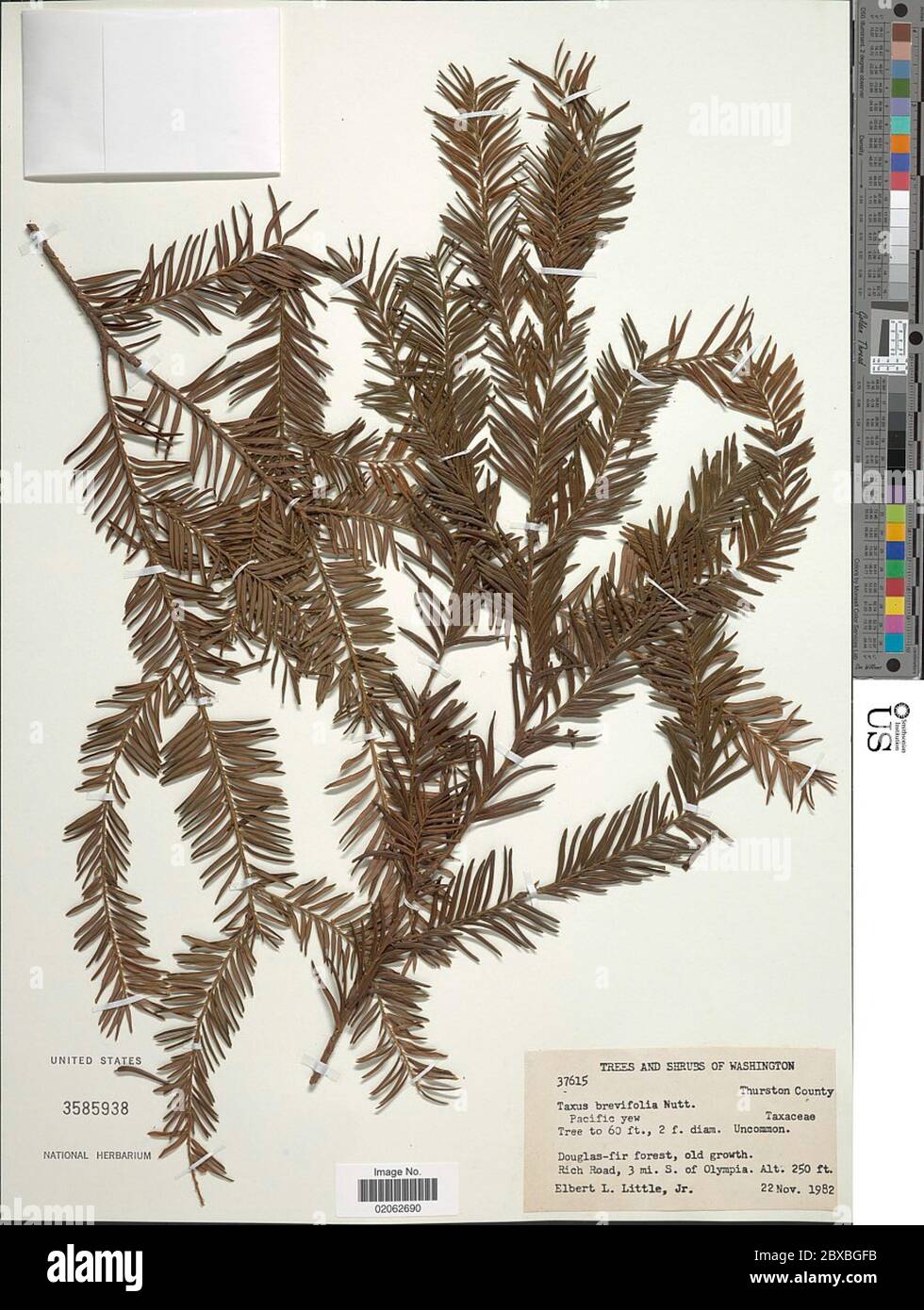 thuja smaragd platzbedarf Thuja occidentalis main image 1