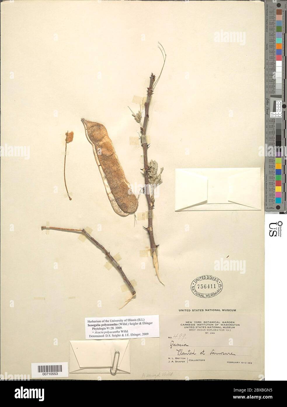 Senegalia polyacantha Willd Seigler Ebinger Senegalia polyacantha Willd Seigler Ebinger. Stock Photo