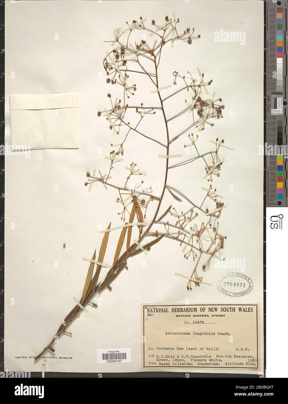 Astrotricha longifolia Benth Astrotricha longifolia Benth Stock Photo