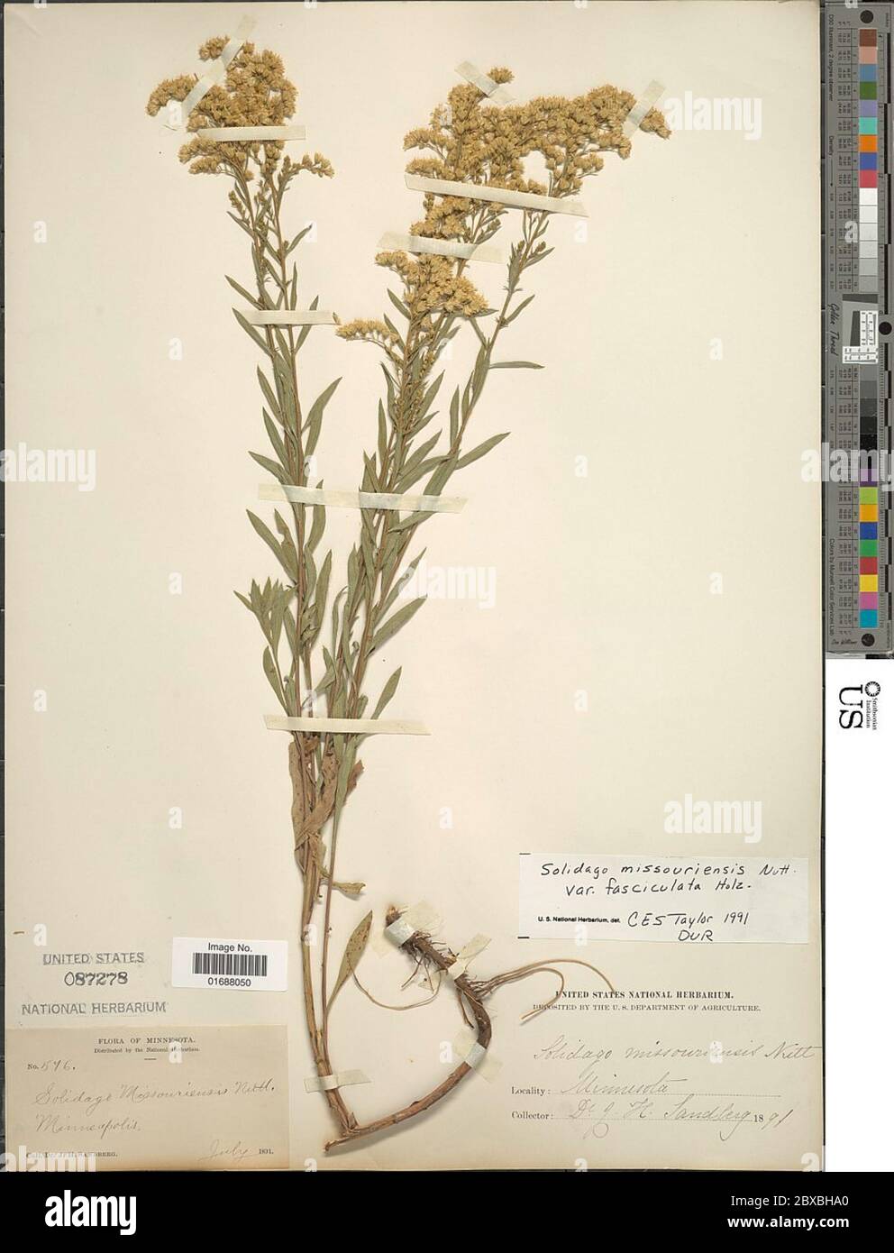 Solidago missouriensis var fasciculata Holz Solidago missouriensis var fasciculata Holz. Stock Photo