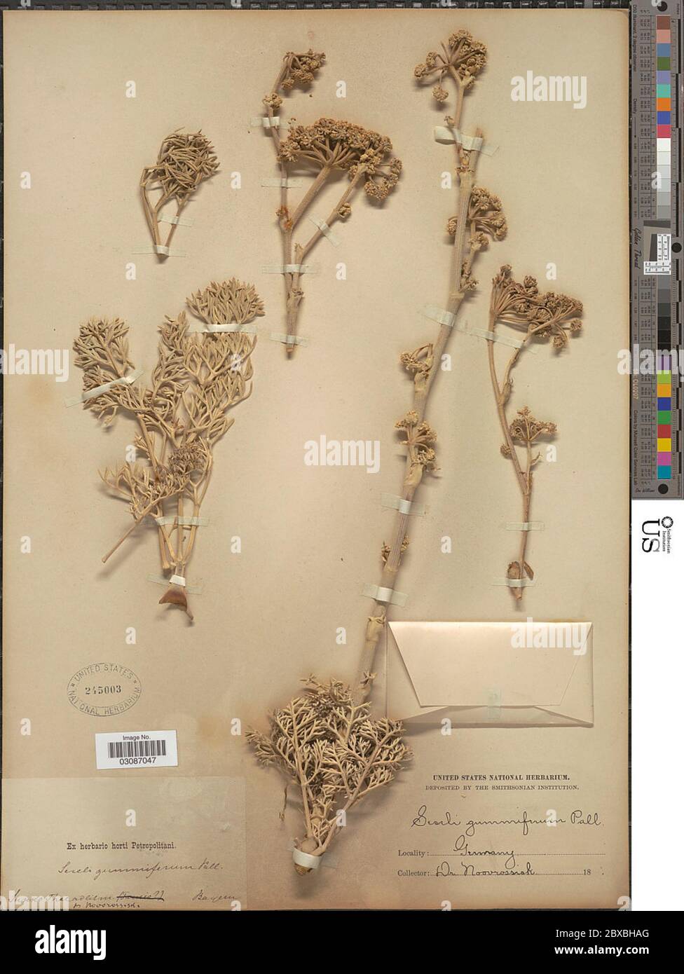 Seseli Gummiferum hi-res stock photography and images - Alamy