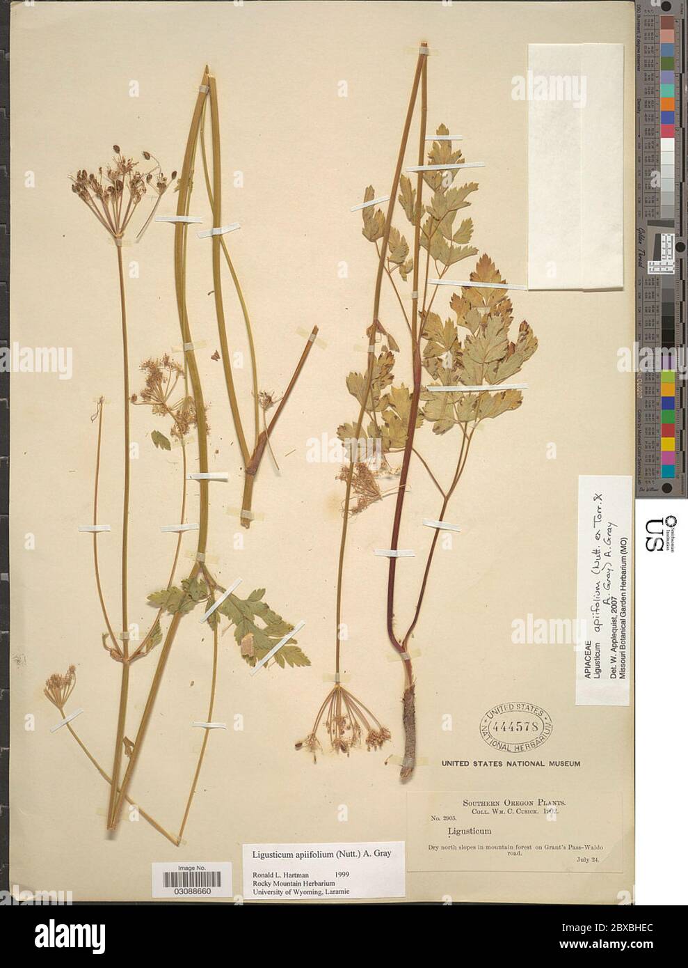 Ligusticum apiifolium Nutt ex Torr A Gray A Gray Ligusticum apiifolium Nutt ex Torr A Gray A Gray. Stock Photo
