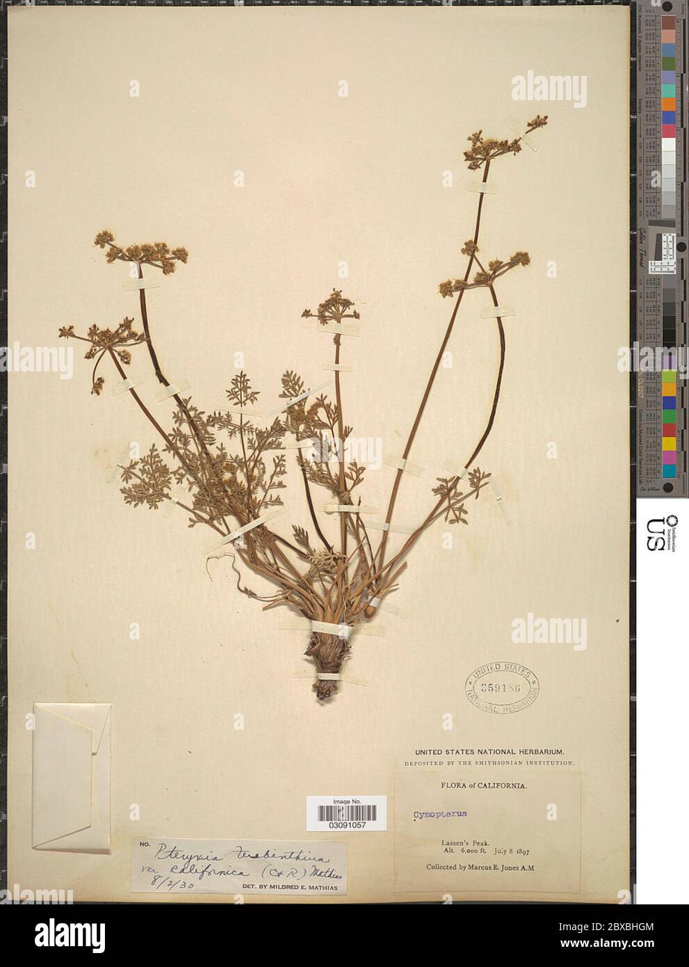 Pteryxia terebinthina var californica JM Coult Rose Mathias Pteryxia ...