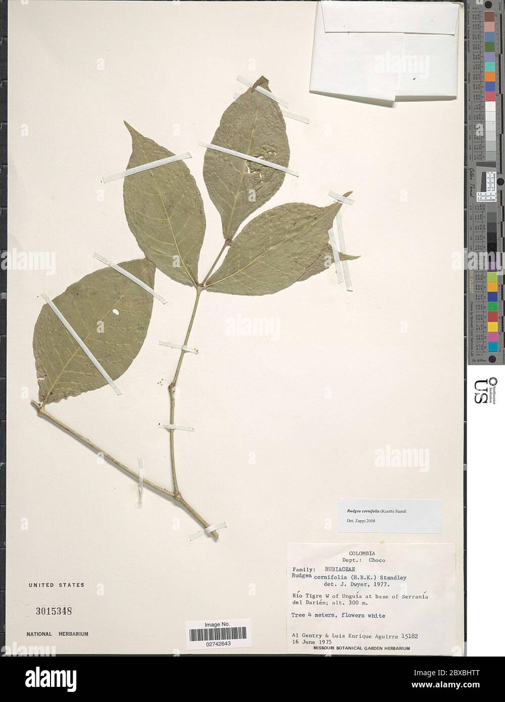 Rudgea cornifolia Kunth ex Roem Schult Standl Rudgea cornifolia Kunth ex Roem Schult Standl. Stock Photo