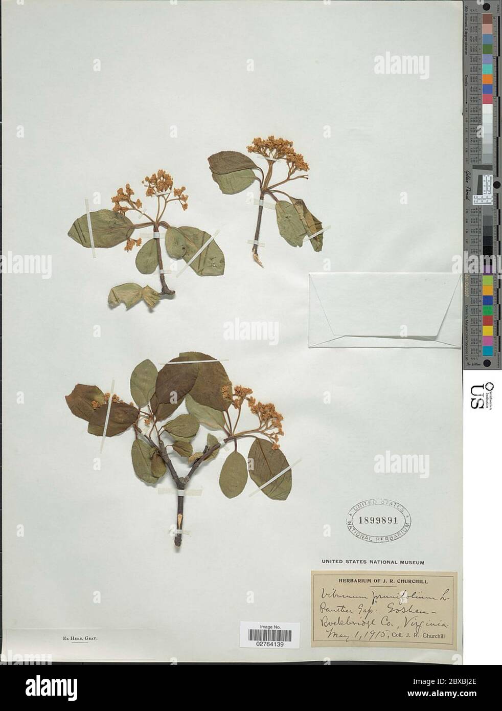 Viburnum prunifolium L Viburnum prunifolium L Stock Photo Alamy