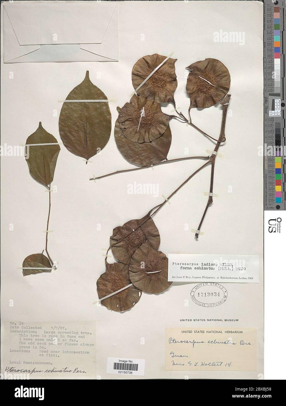 Pterocarpus indicus Willd Pterocarpus indicus Willd. Stock Photo
