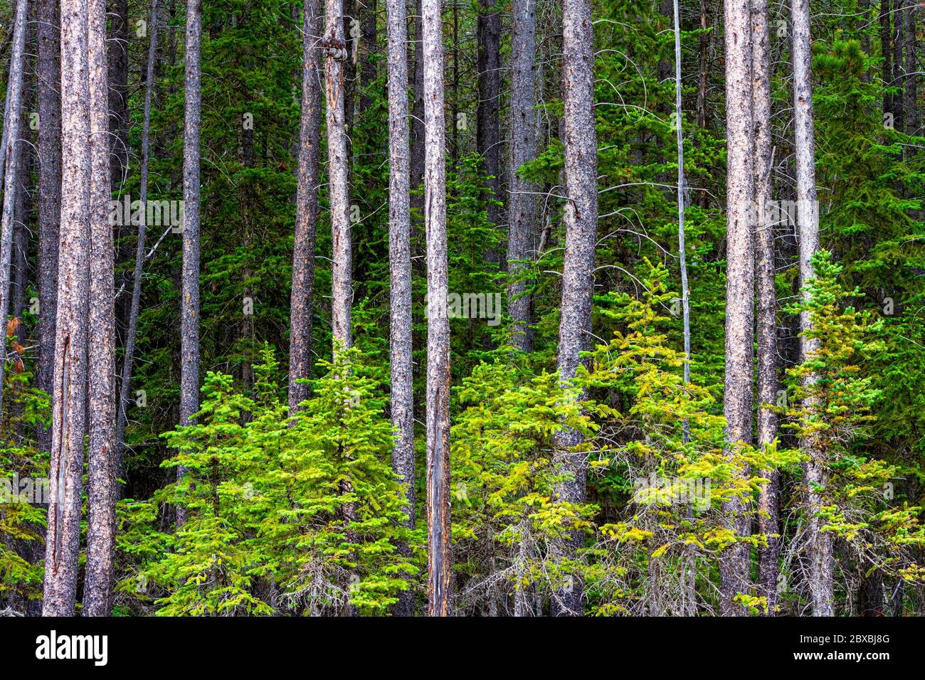 Trees in a forest located in Cypress Hills Provincial Park in Albera, Canada. Also know as Cypress Hills Interprovincial Park as the park is divided b Stock Photo