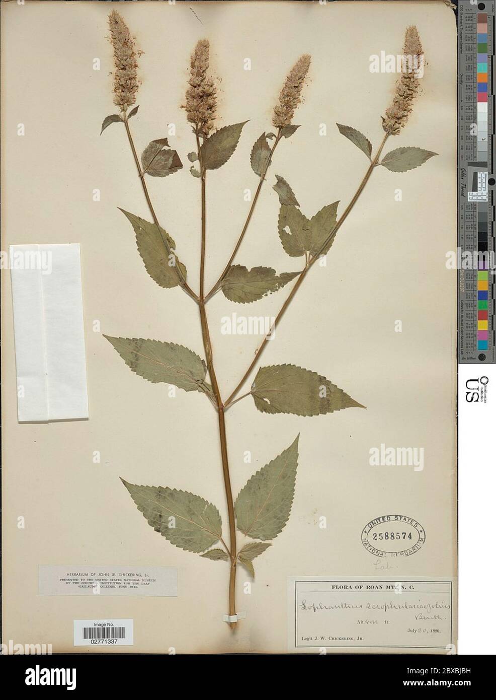 Agastache scrophulariaefolia Willd Kuntze Agastache scrophulariaefolia Willd Kuntze. Stock Photo
