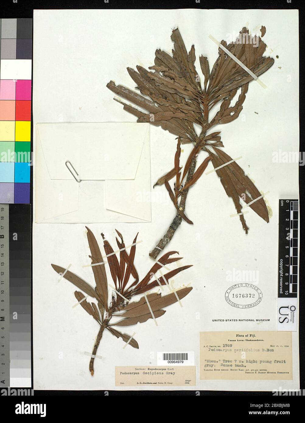 Podocarpus decipiens NE Gray Podocarpus decipiens NE Gray. Stock Photo