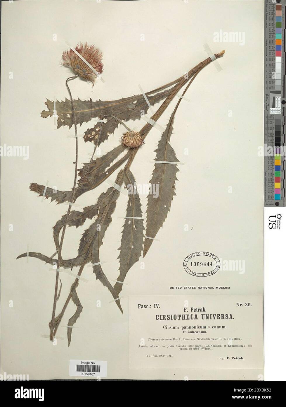 Cirsium pannonicum L f Link Cirsium pannonicum L f Link. Stock Photo