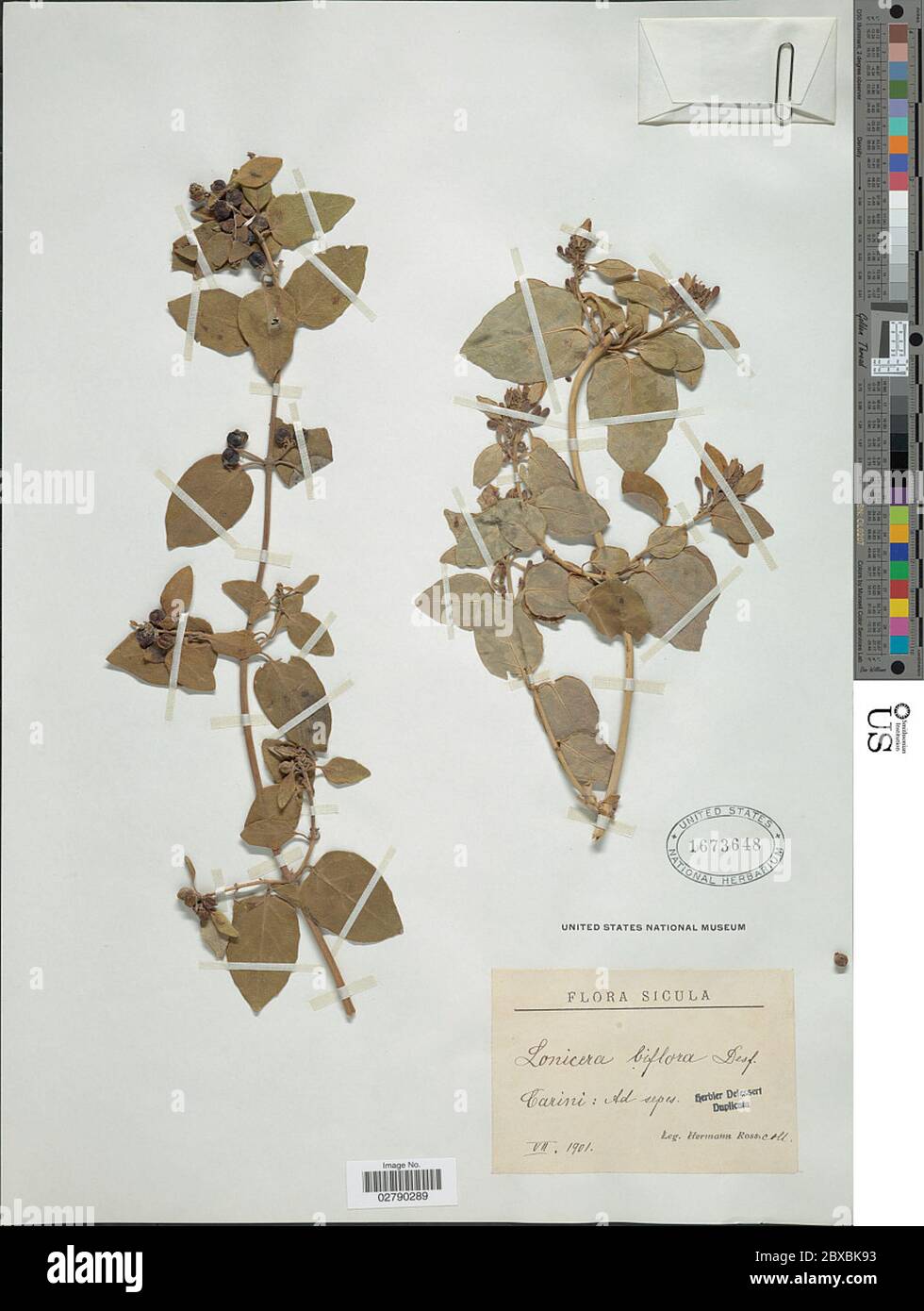 Lonicera biflora Desf Lonicera biflora Desf. Stock Photo