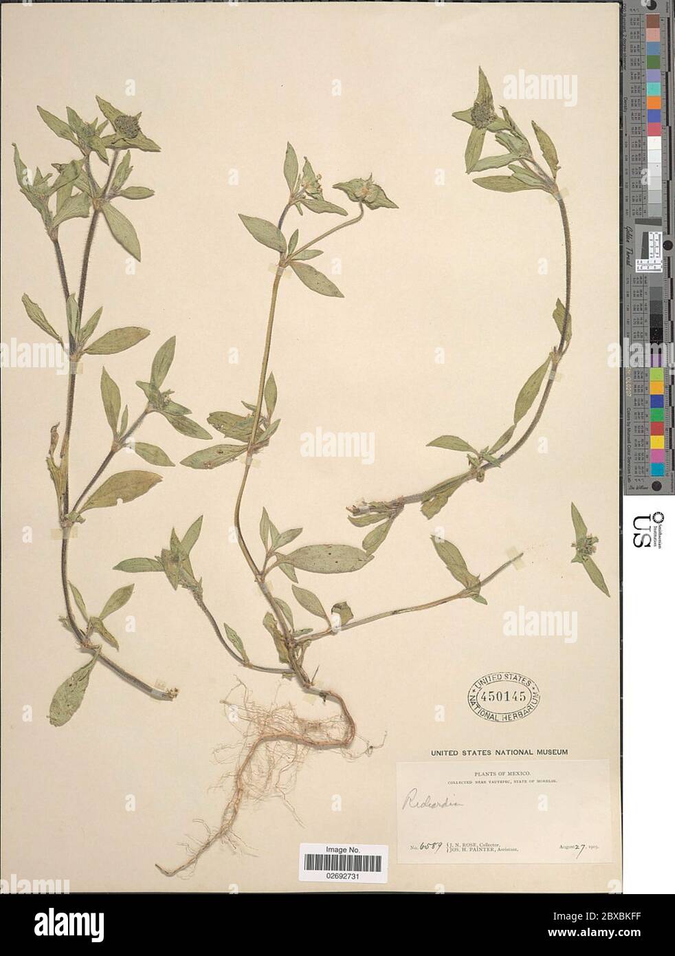 Richardia scabra hi-res stock photography and images - Alamy