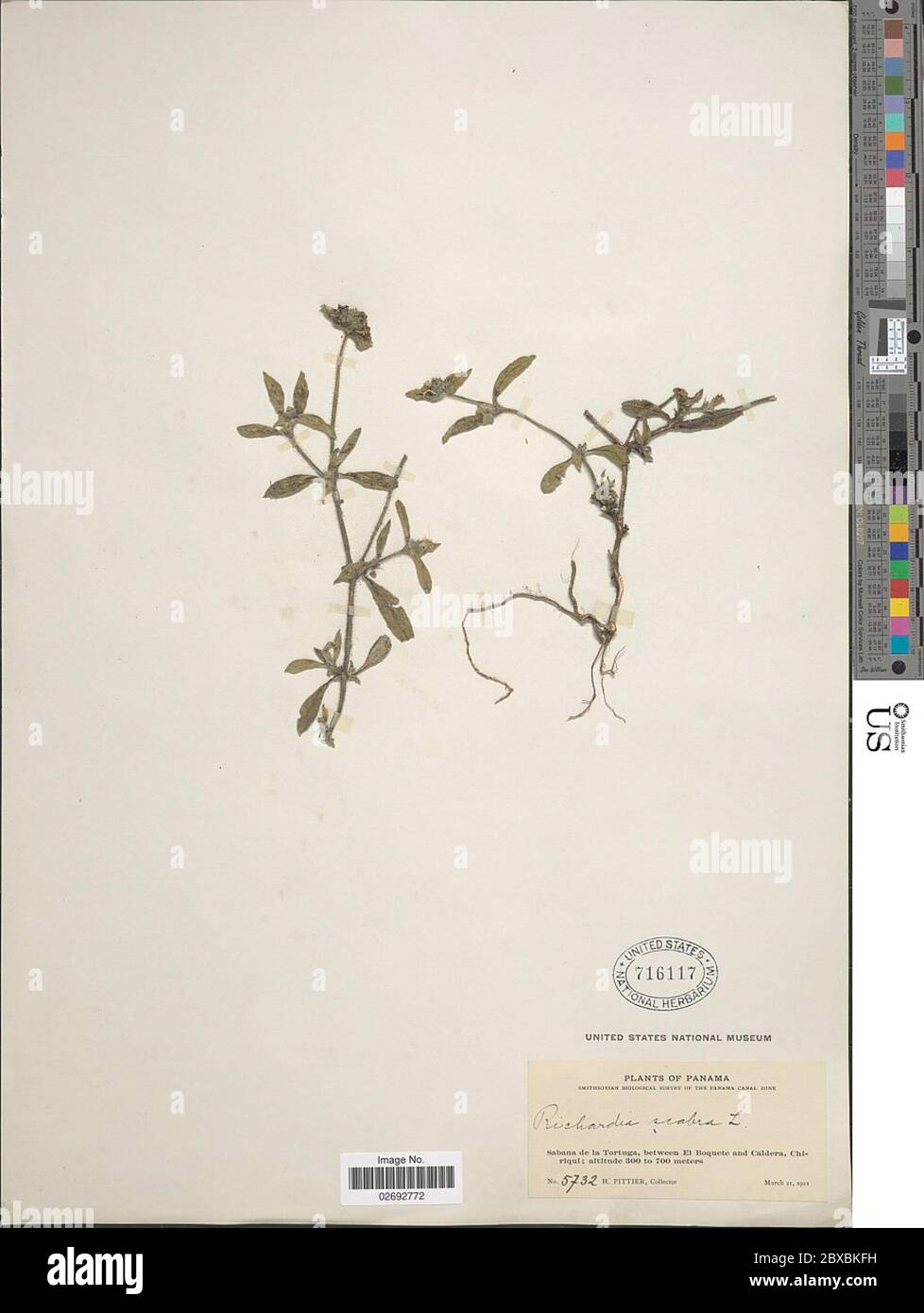 Richardia scabra hi-res stock photography and images - Alamy