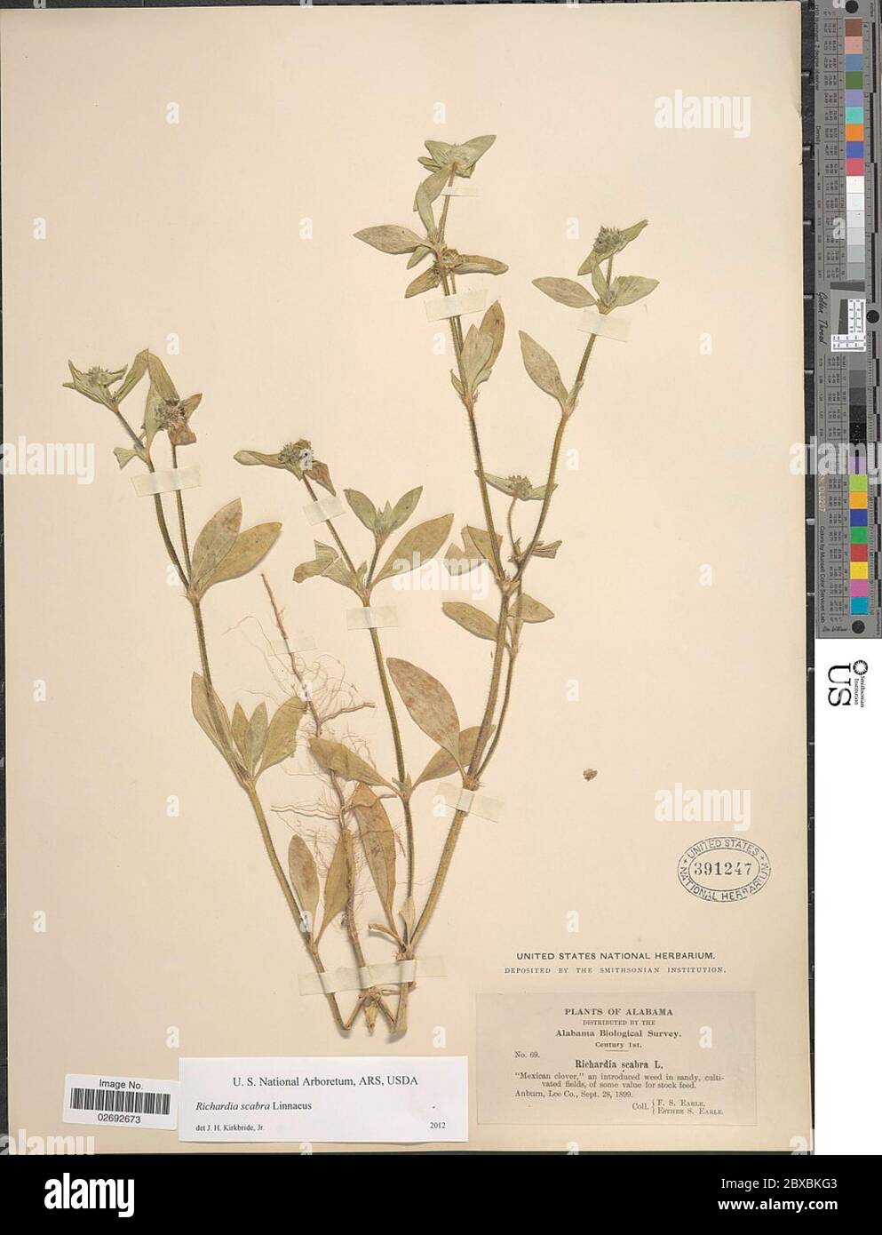 Richardia scabra hi-res stock photography and images - Alamy