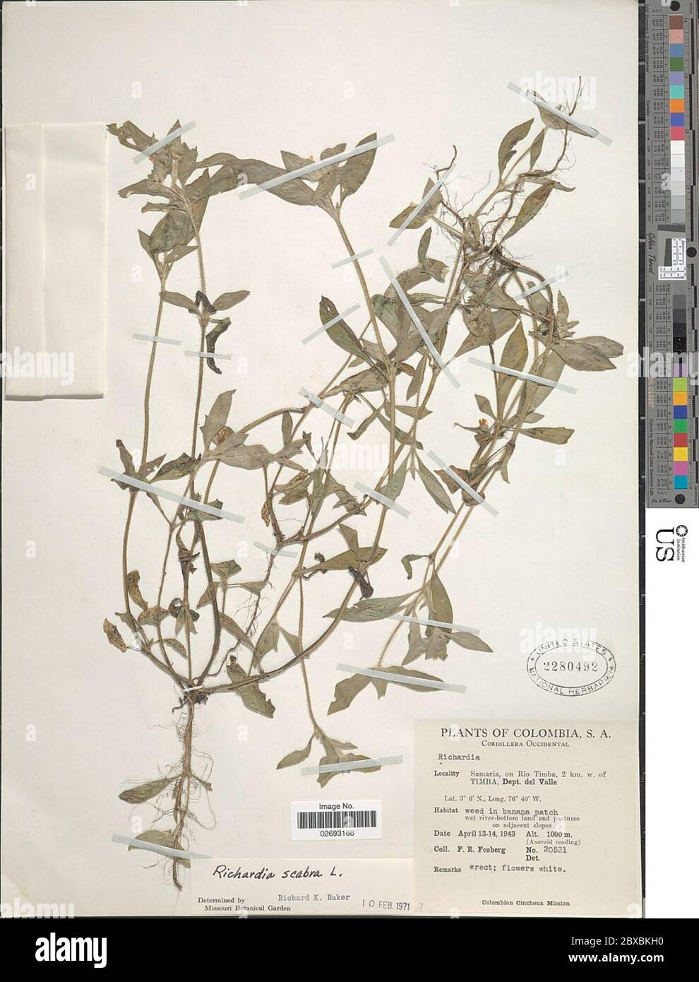 Richardia scabra hi-res stock photography and images - Alamy
