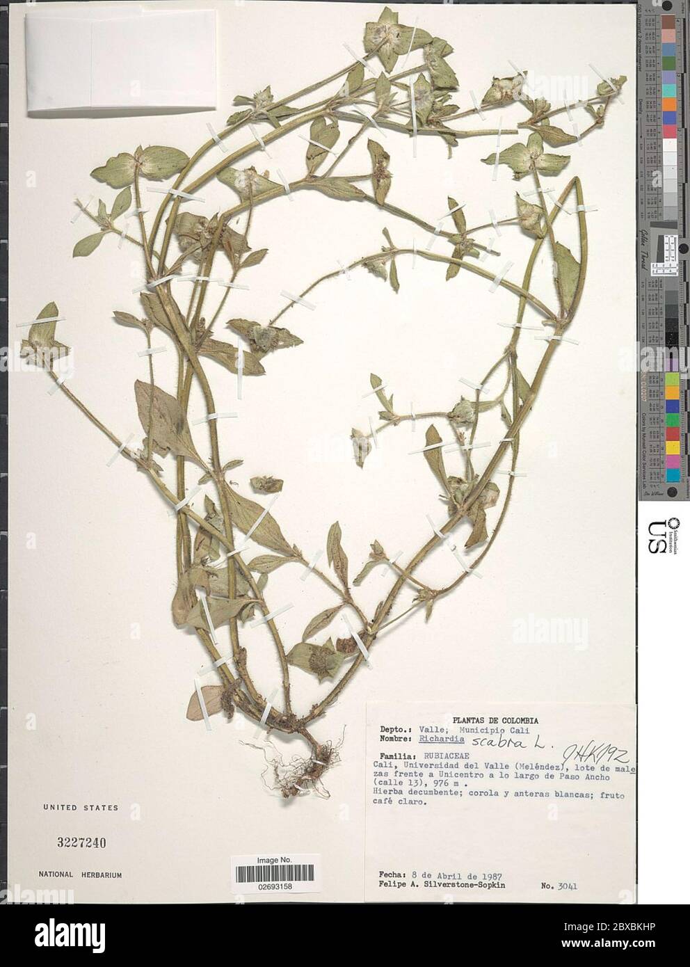 Richardia scabra hi-res stock photography and images - Alamy