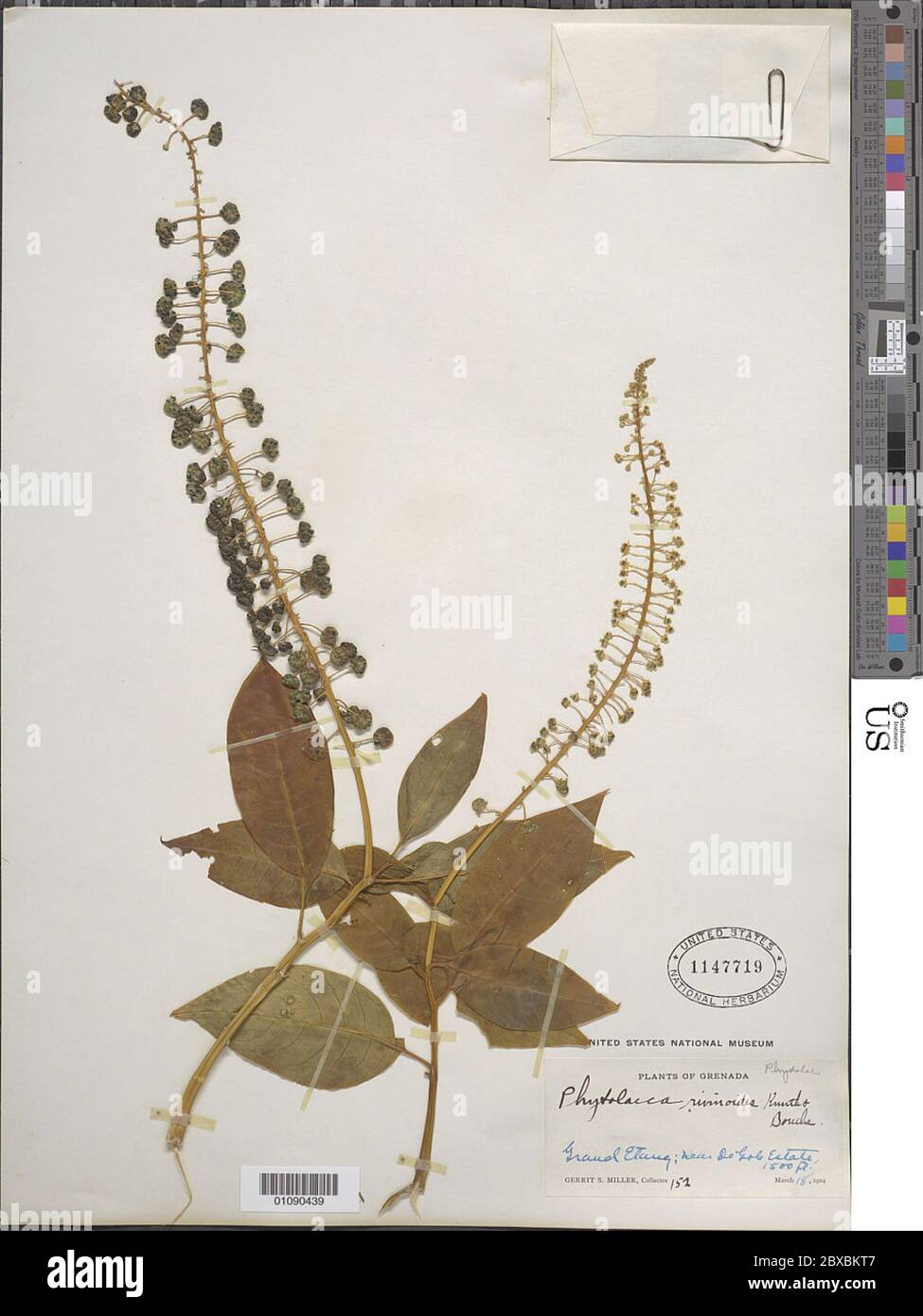 Phytolacca rivinoides Kunth CD Bouch Phytolacca rivinoides Kunth CD Bouch. Stock Photo