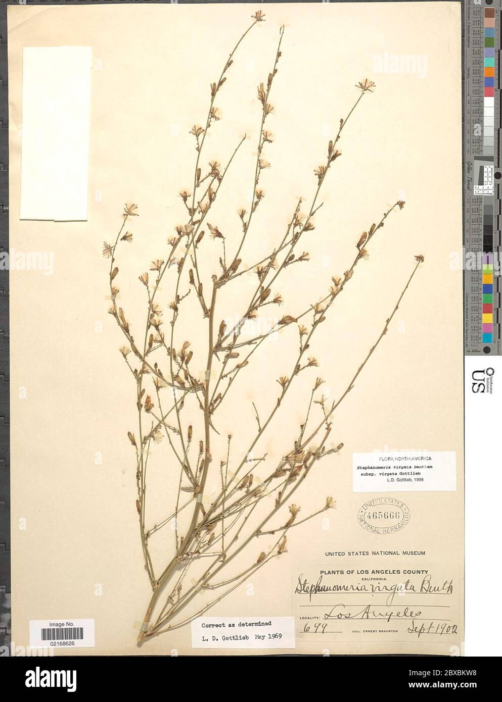 Stephanomeria virgata subsp virgata Benth Stephanomeria virgata subsp virgata Benth. Stock Photo