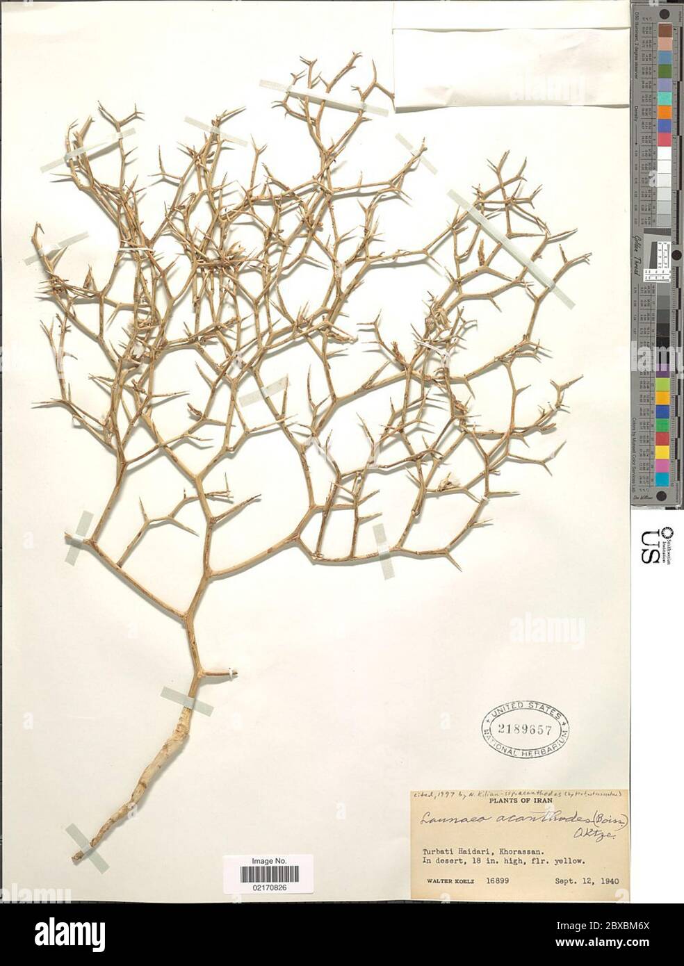 Launaea acanthodes subsp acanthodes Boiss Kuntze Launaea acanthodes subsp acanthodes Boiss Kuntze. Stock Photo
