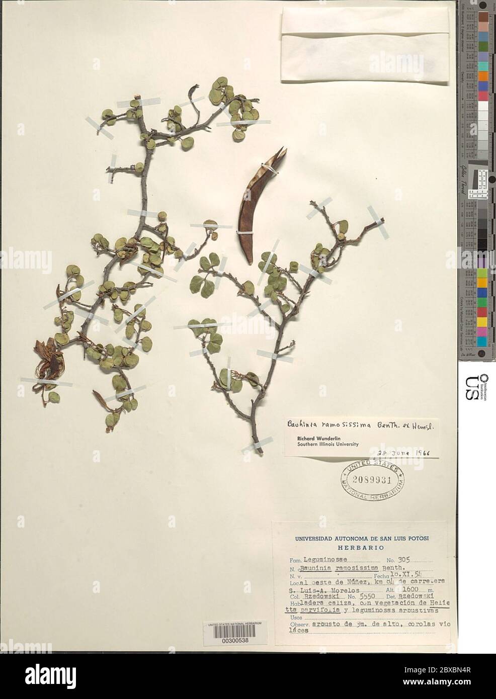 Bauhinia ramosissima Benth ex Hemsl Bauhinia ramosissima Benth ex Hemsl. Stock Photo