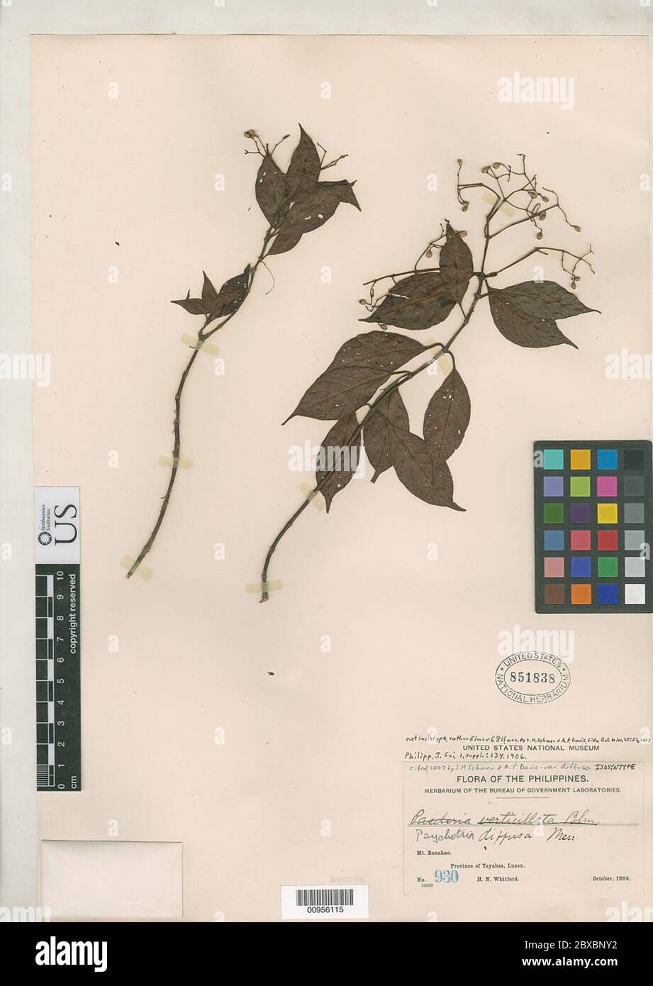 Psychotria diffusa Merr Psychotria diffusa Merr. Stock Photo