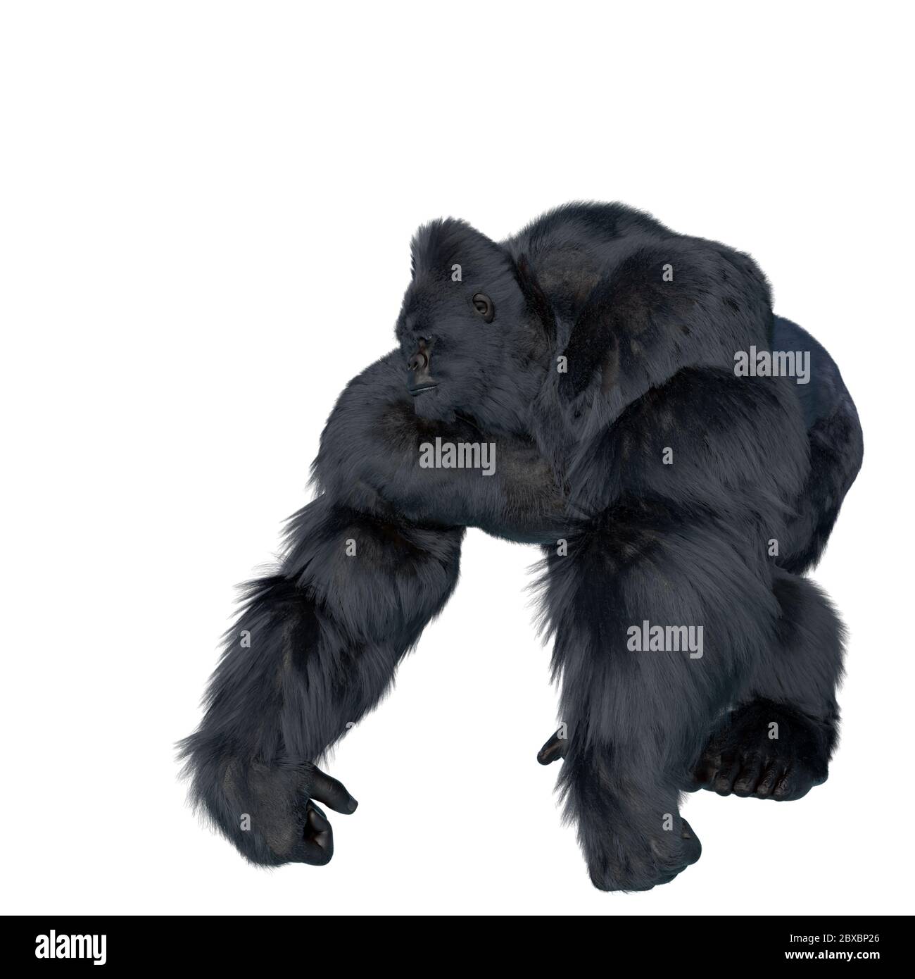 Wild knuckles Cut Out Stock Images & Pictures - Alamy