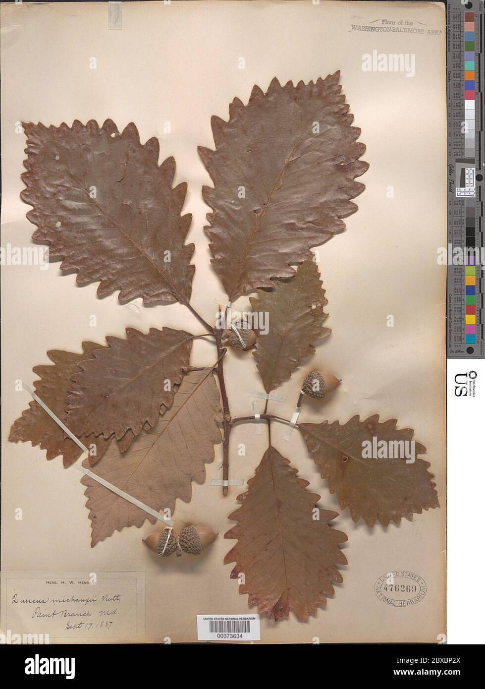 Quercus michauxii Nutt Quercus michauxii Nutt Stock Photo - Alamy