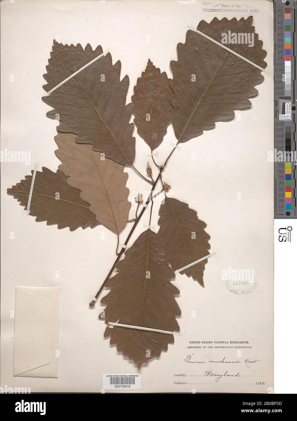 Quercus michauxii Nutt Quercus michauxii Nutt Stock Photo - Alamy