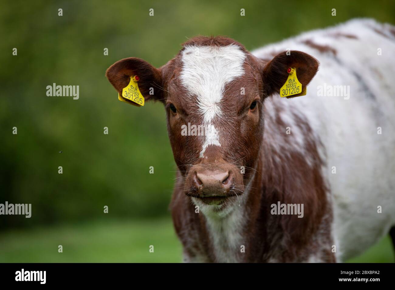 Beef Shorthorn calf, showing ear tags for identification. Cumbria, UK. Stock Photo