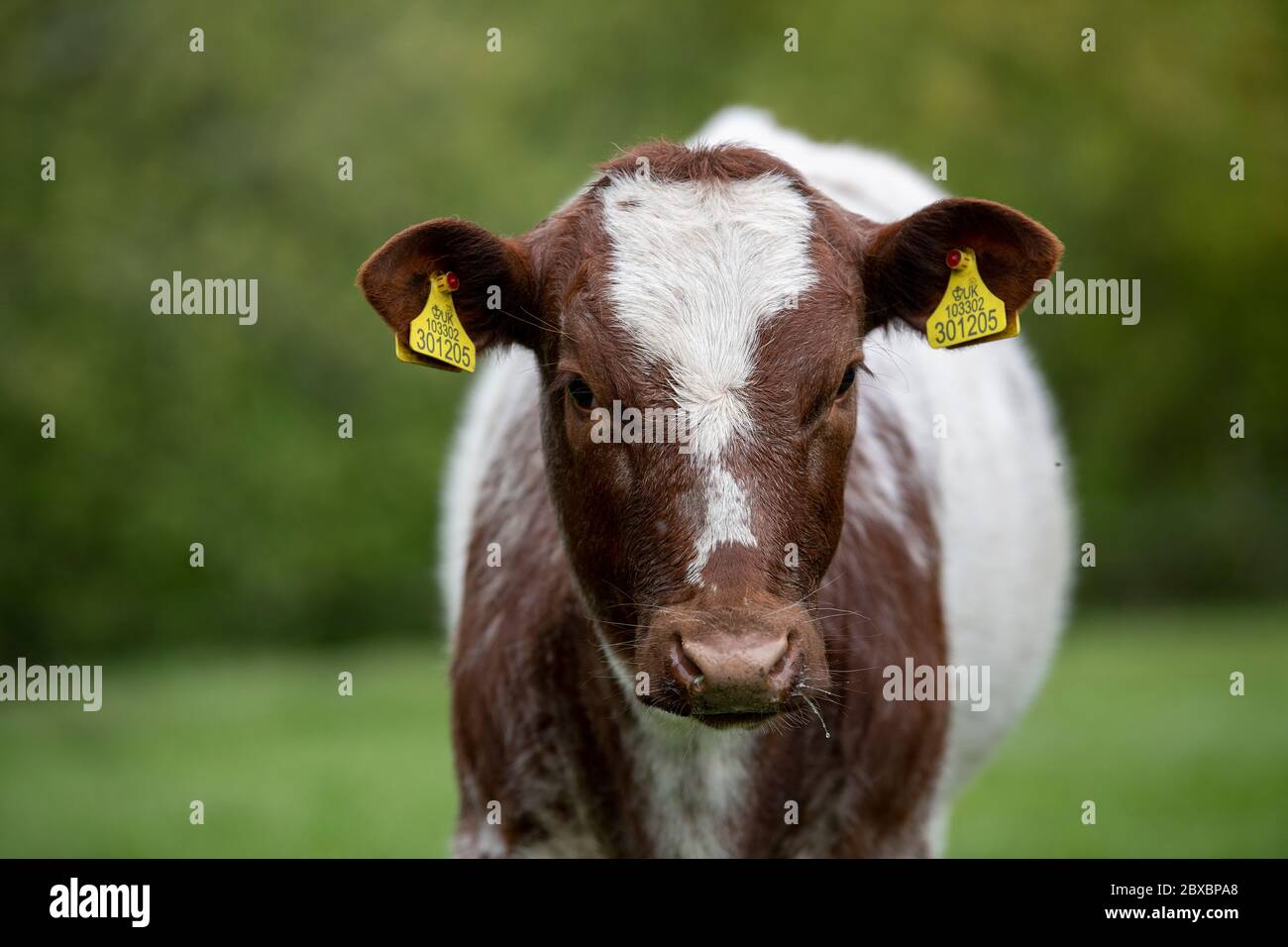 Beef Shorthorn calf, showing ear tags for identification. Cumbria, UK. Stock Photo