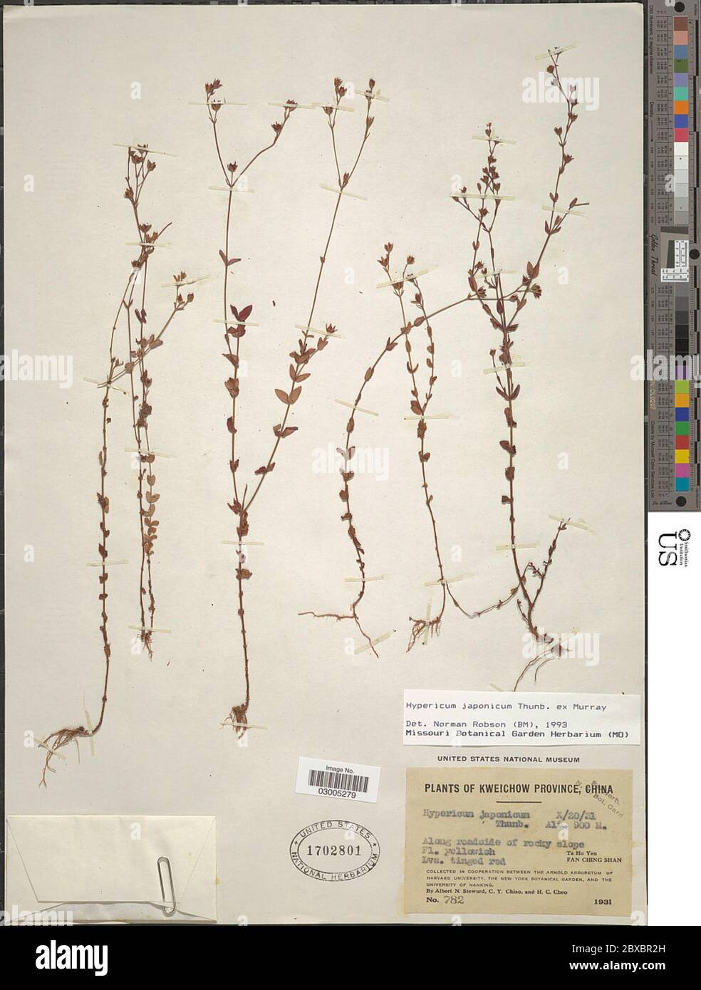 Hypericum japonicum Thunb Hypericum japonicum Thunb. Stock Photo