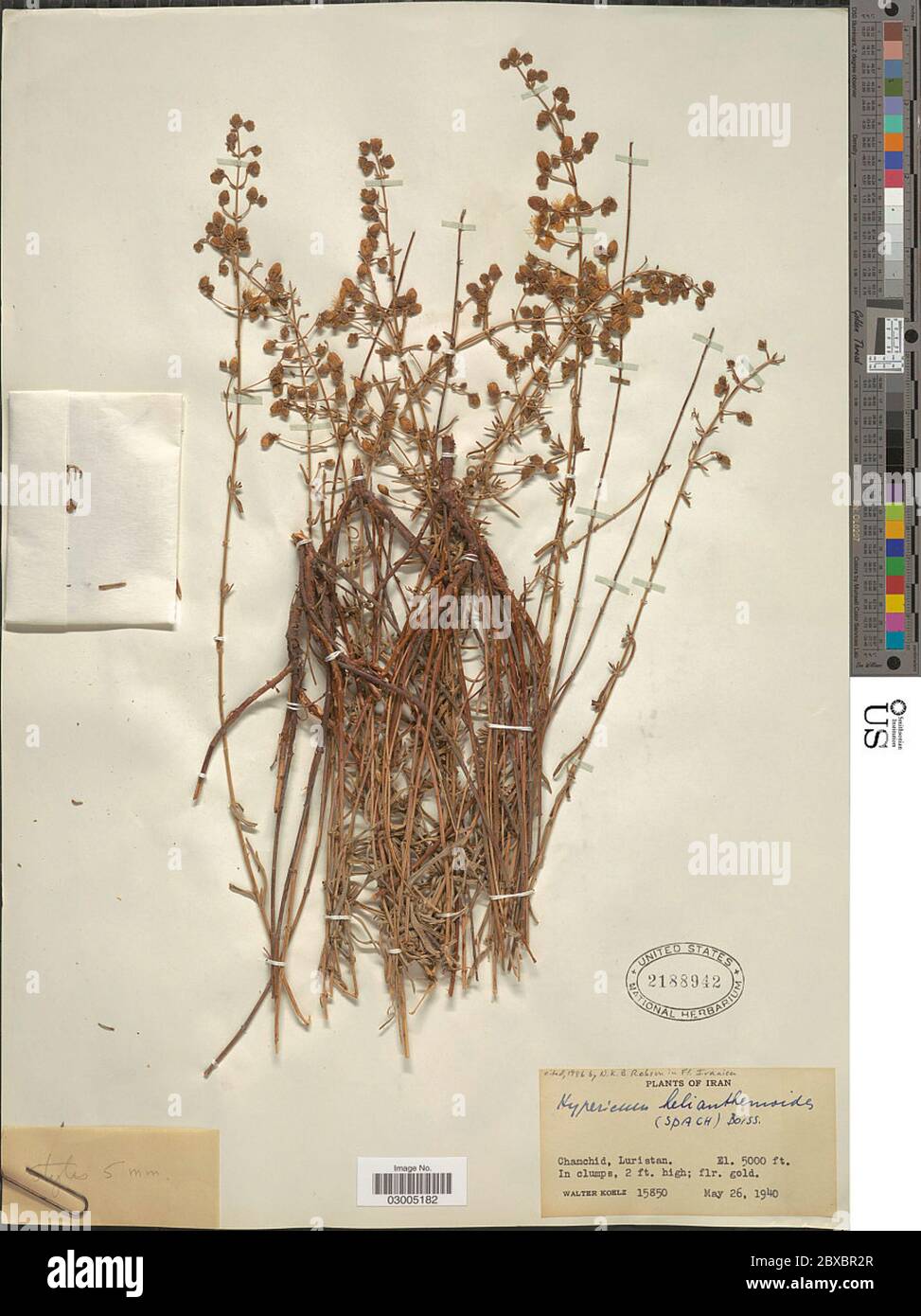 Hypericum helianthemoides Spach Boiss Hypericum helianthemoides Spach Boiss. Stock Photo