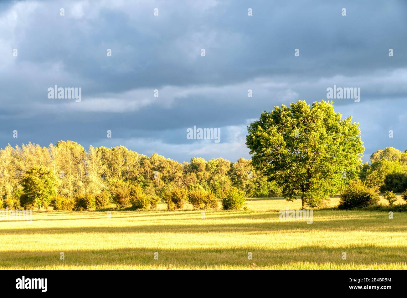 Golden evening sunlight shining on a hedgerow oak tree in the Norfolk countryside at Snettisham. Stock Photo