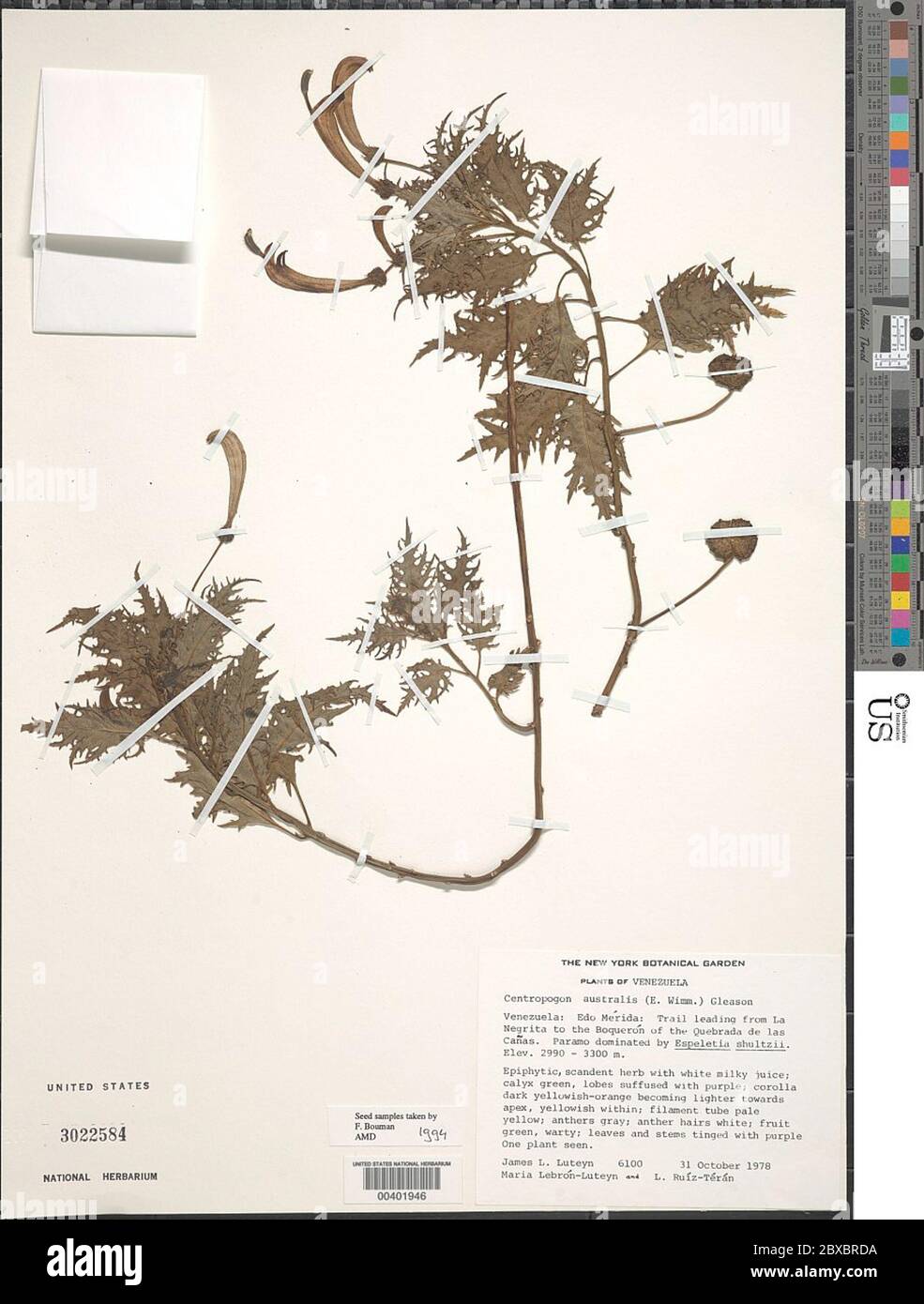 Centropogon australis E Wimm Gleason Centropogon australis E Wimm Gleason. Stock Photo