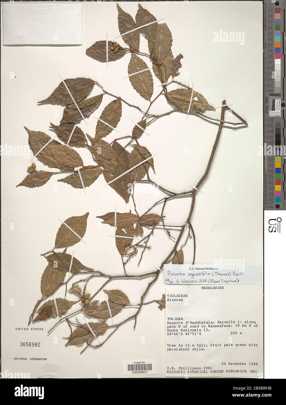Rinorea angustifolia subsp ardisiiflora Welw ex Oliv GreyWilson Rinorea angustifolia subsp ardisiiflora Welw ex Oliv GreyWilson. Stock Photo