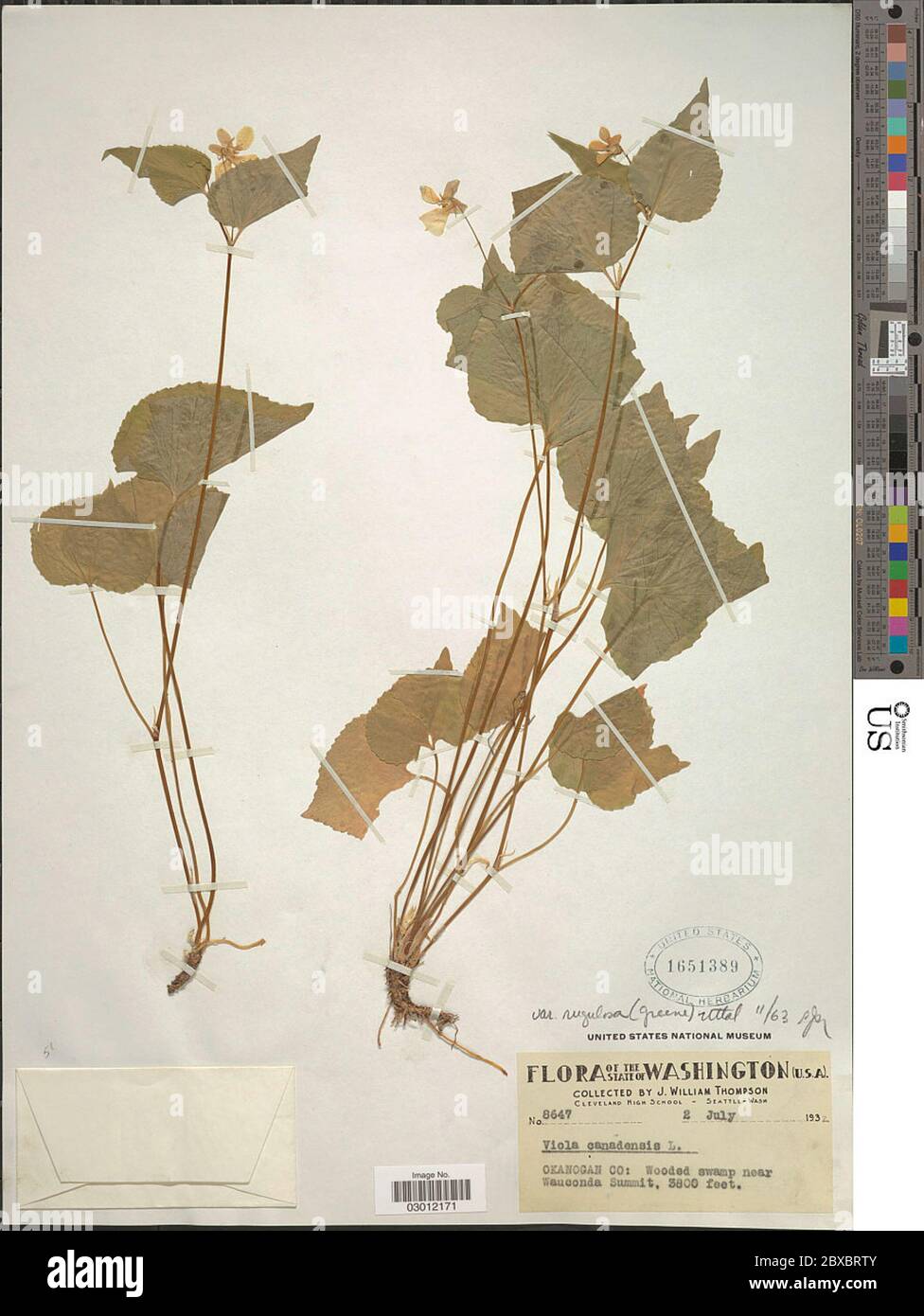 Viola canadensis L Viola canadensis L Stock Photo - Alamy