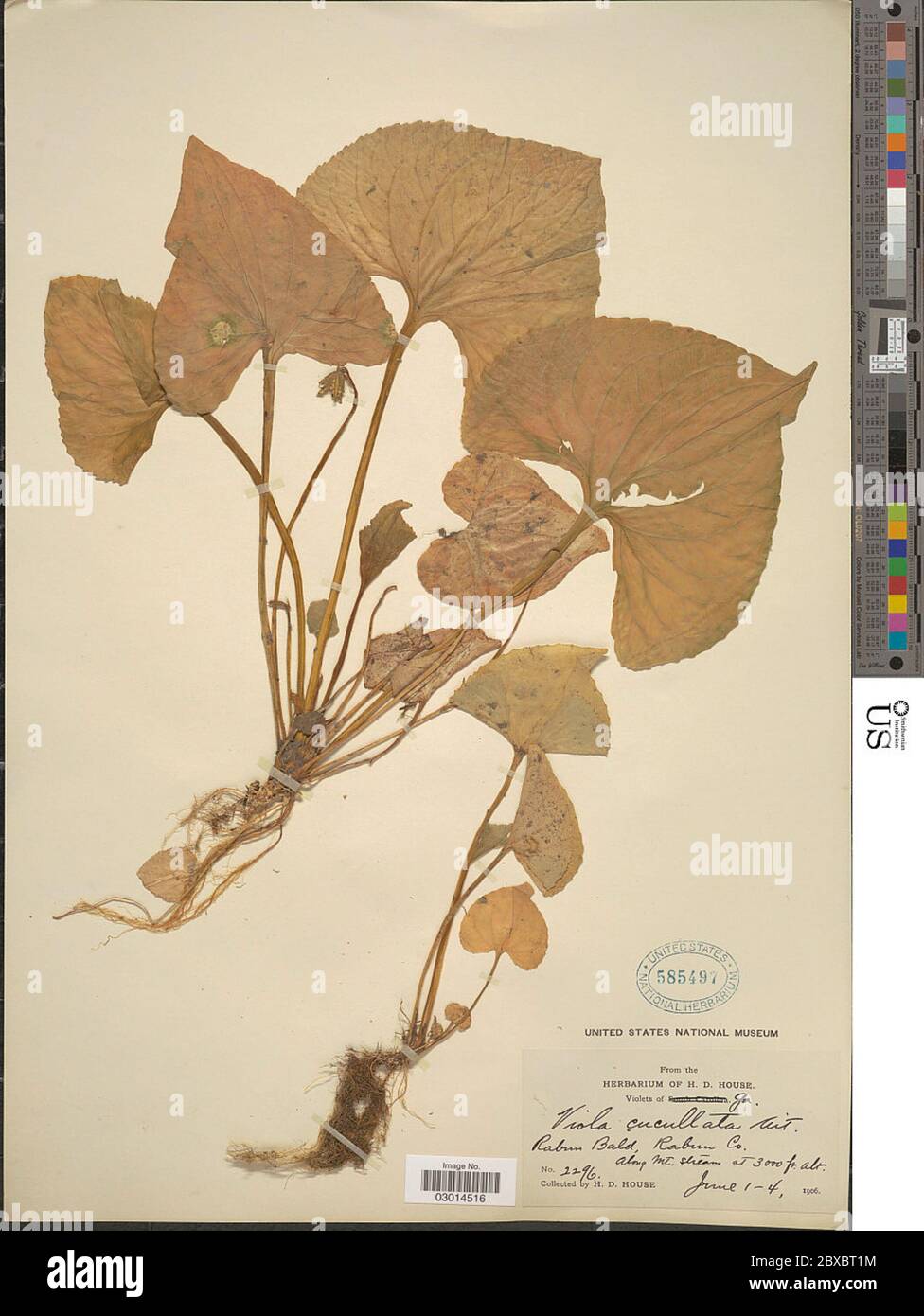 Viola cucullata Aiton Viola cucullata Aiton. Stock Photo