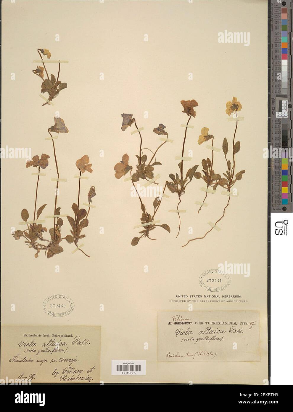 Viola altaica Ker Gawl Viola altaica Ker Gawl. Stock Photo