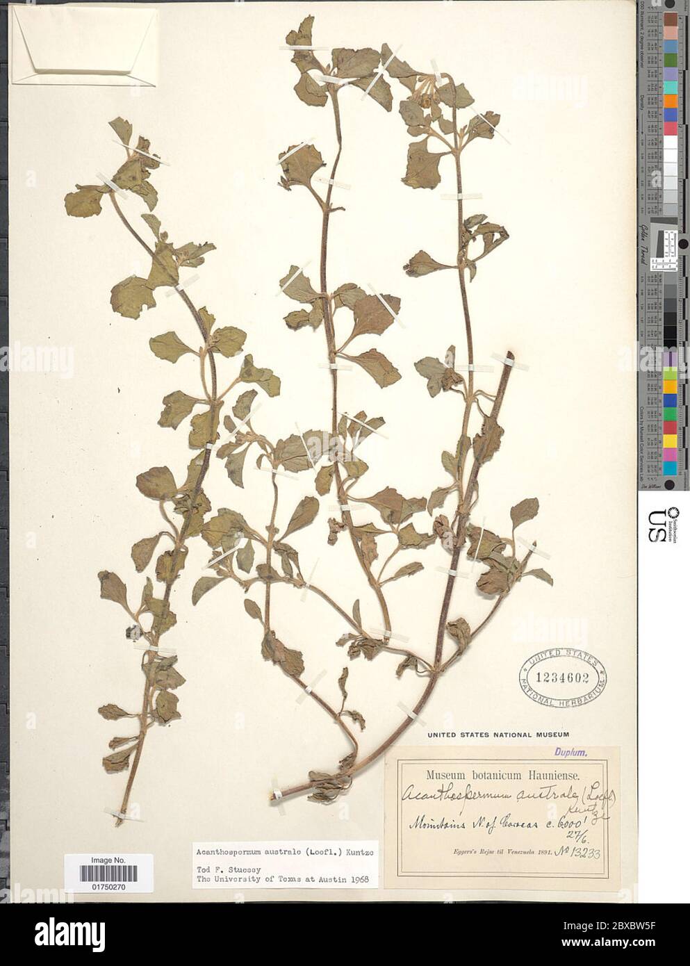 Wagner CP4357.jpg Acanthospermum australe Loefl Kuntze. Stock Photo