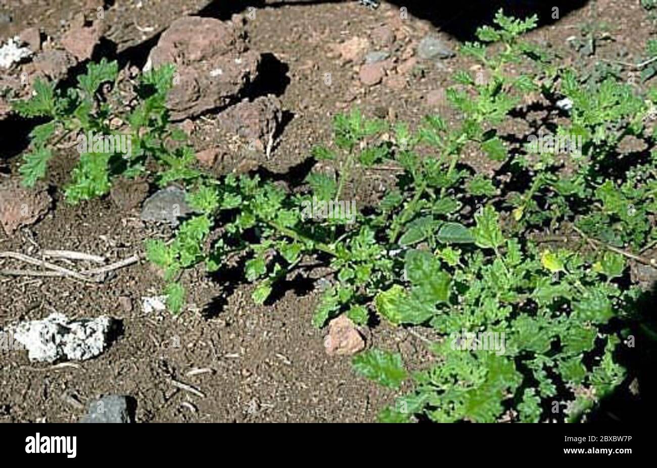 Chenopodiumcarinatum.jpg Dysphania carinata Aiton Mosyakin Clemants. Stock Photo