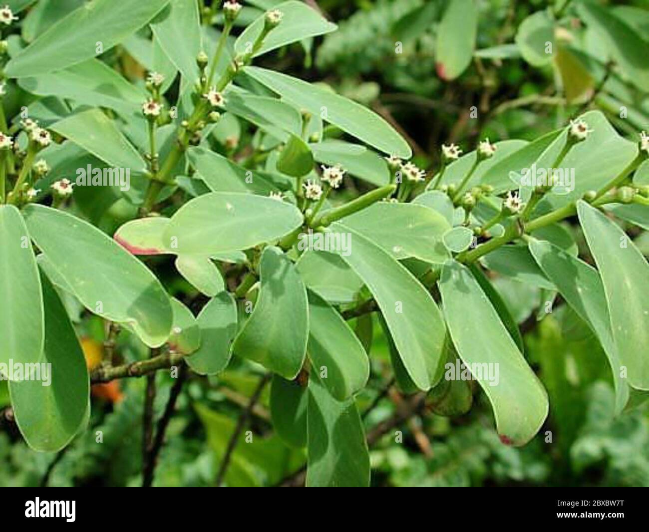 Chamaesycecelastroidescelastroides1.jpg Euphorbia celastroides Boiss var celastroides. Stock Photo