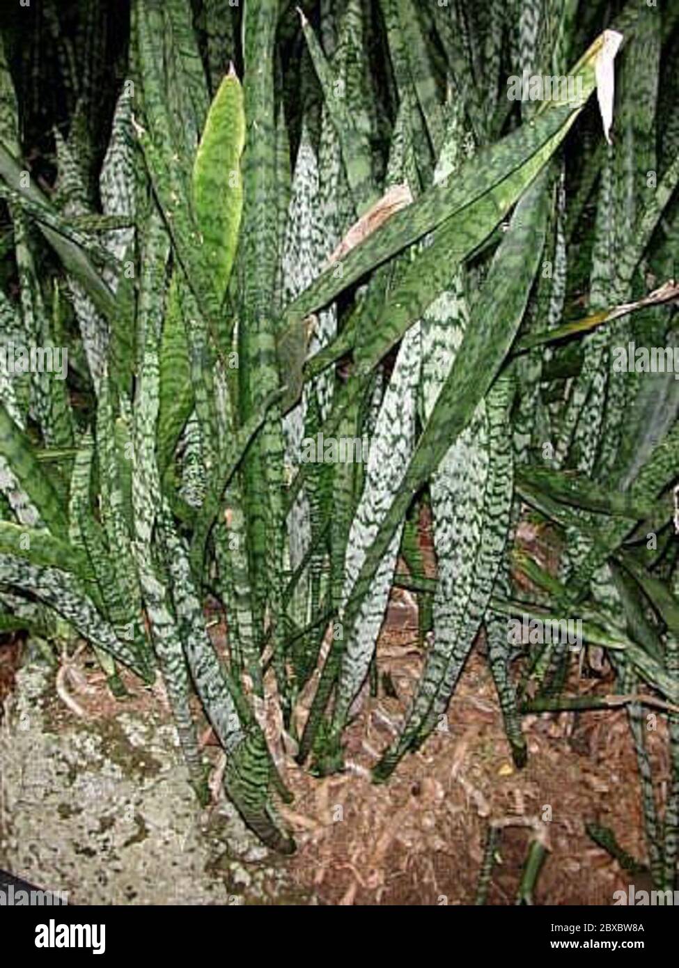 Sansevieriatrifasciata1.jpg Dracaena trifasciata Prain Mabb Stock Photo ...